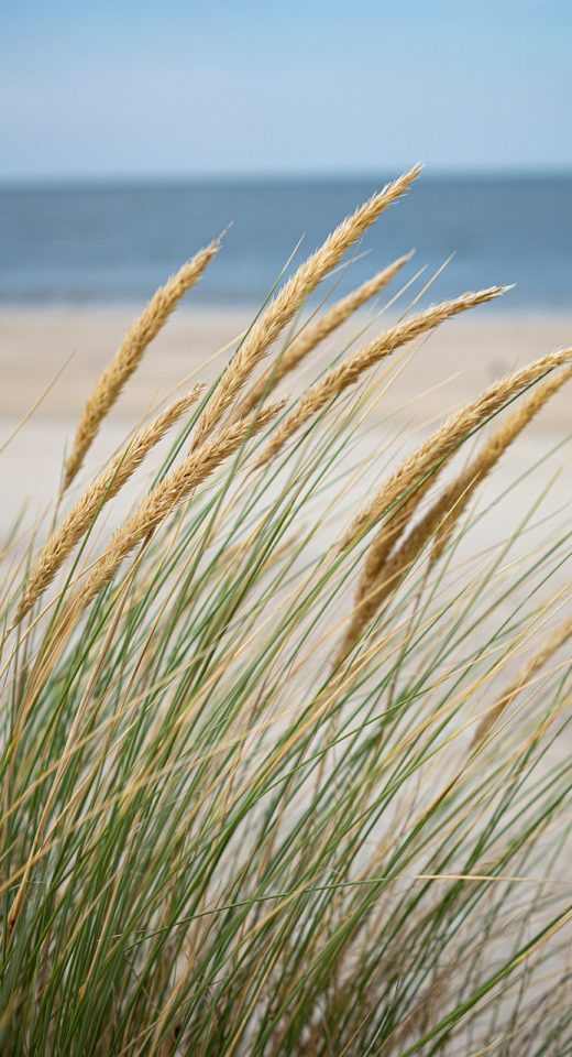 sea-grass-beach-5515005 sea, grass, beach-5515005.jpg